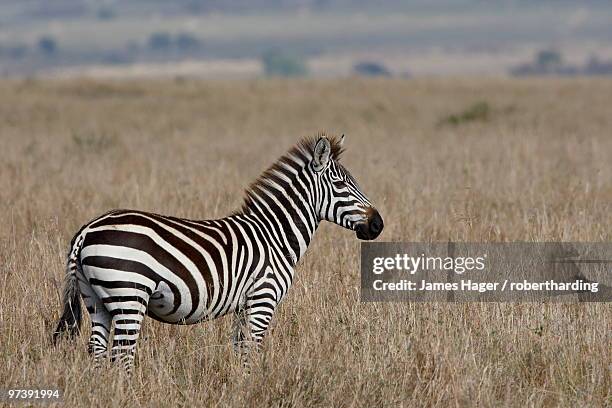 grants zebra (plains zebra) (common zebra) (equus burchelli boehmi), masai mara national reserve, kenya, east africa, africa - grant's zebra fotografías e imágenes de stock