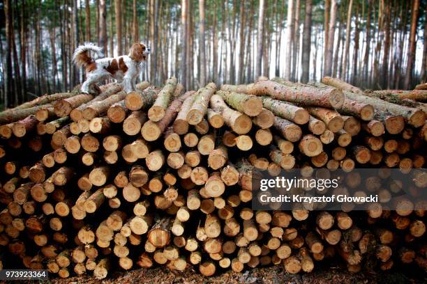 cavalier king charles spaniel standing on woodpile in forest - houtstapel stockfoto's en -beelden