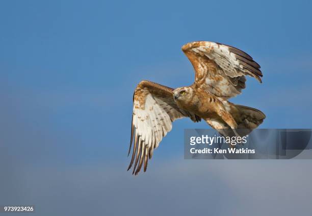 black chested snake eagle - black chested snake eagle stock pictures, royalty-free photos & images