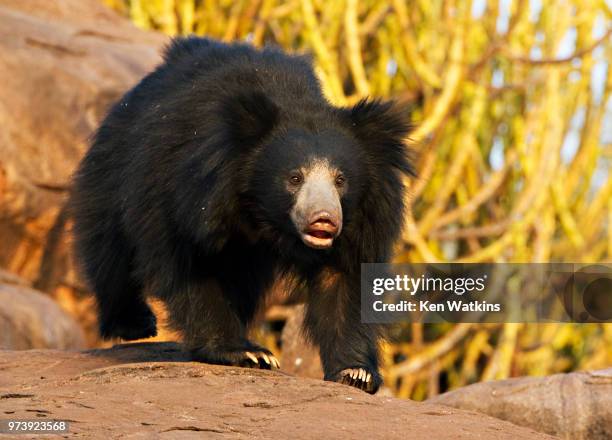 sloth bear - sloth bear stock pictures, royalty-free photos & images