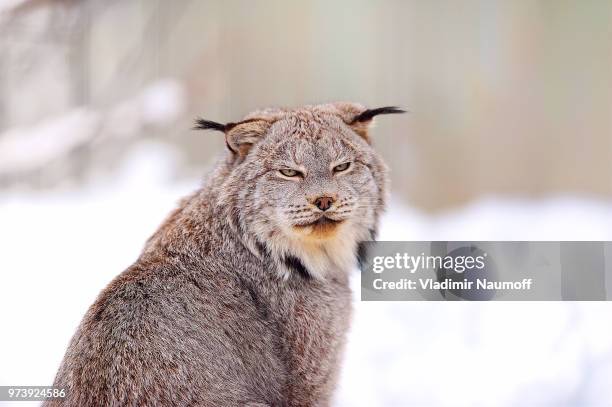 canadian lynx - canadian lynx stock pictures, royalty-free photos & images