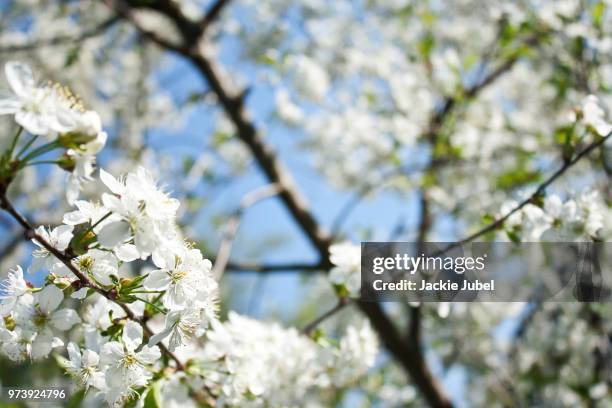 spring. - jubeln stock pictures, royalty-free photos & images