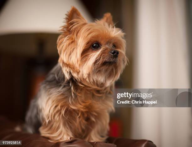 suzy snickers - yorkshire terrier stock pictures, royalty-free photos & images