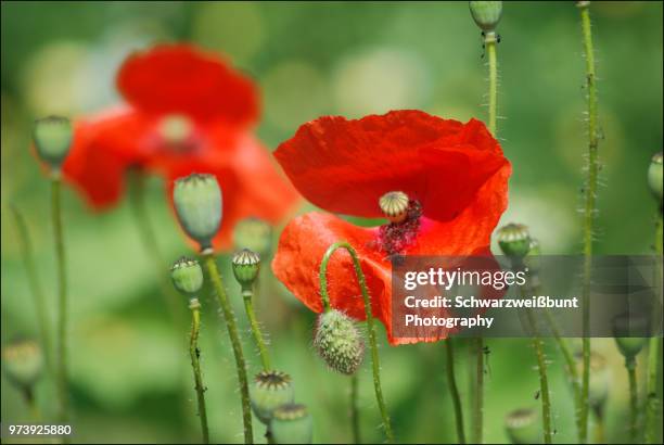 coquelicot - coquelicot fotografías e imágenes de stock