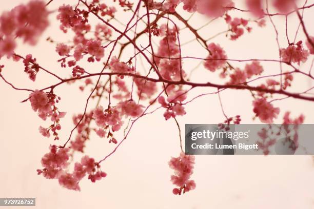 mobil - lumen stock pictures, royalty-free photos & images