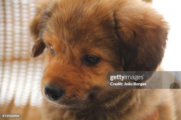 balu - balu stock pictures, royalty-free photos & images