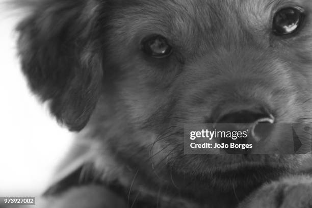 balu - balu stock pictures, royalty-free photos & images