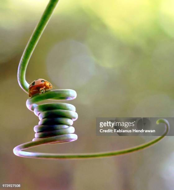 close-up of ladybug perching on stem, cianjur, west java, indonesia - hendrawan stock pictures, royalty-free photos & images