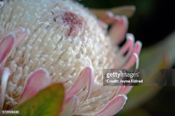 soft protea close-up - protea stock pictures, royalty-free photos & images
