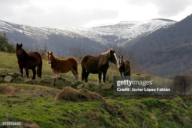 caballos - caballos stockfoto's en -beelden