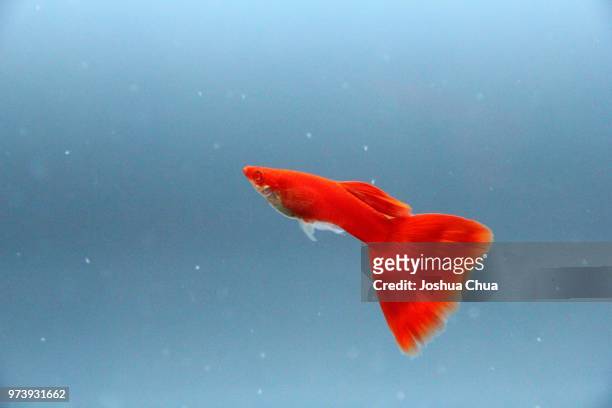full red eye guppy - guppy fish stock pictures, royalty-free photos & images