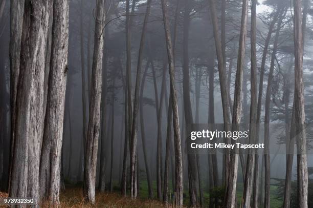 forest in fog, the presidio, golden gate national recreation area, san francisco, california, usa - the presidio stock pictures, royalty-free photos & images
