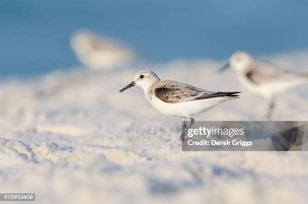 sanderling - foraging on beach stock pictures, royalty-free photos & images