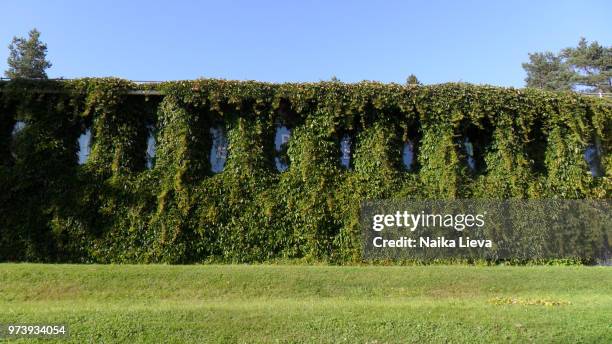 overgrown with green - overgrown hedge stock pictures, royalty-free photos & images