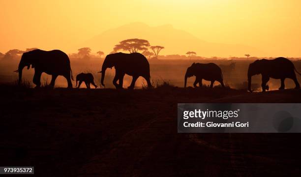 silhouettes of elephants (loxodonta africana) walking on savannah, amboseli national park, kenya - african elephants sunset stock pictures, royalty-free photos & images