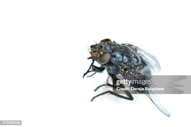 the blind fly - blind white background stock pictures, royalty-free photos & images