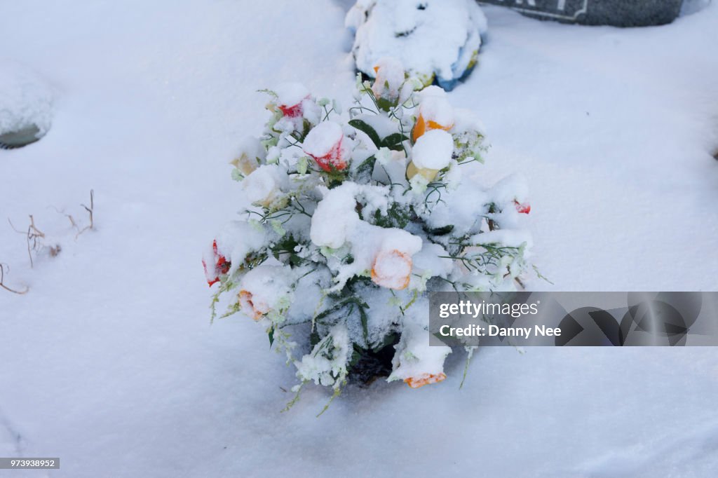 Flower in a Graveyard