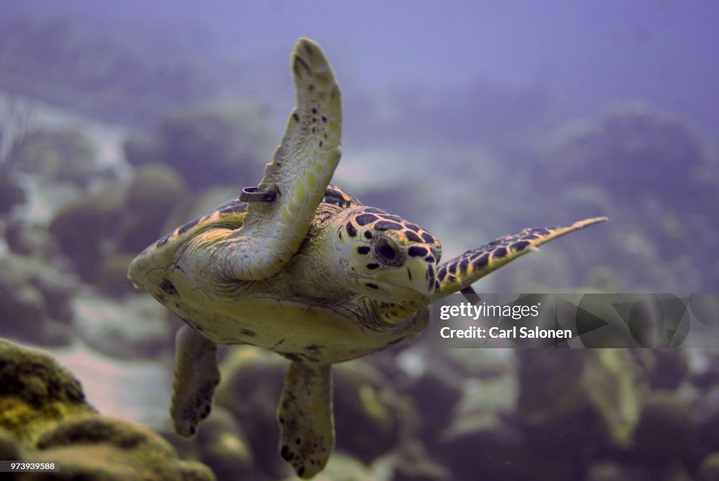 Turtle In Flight