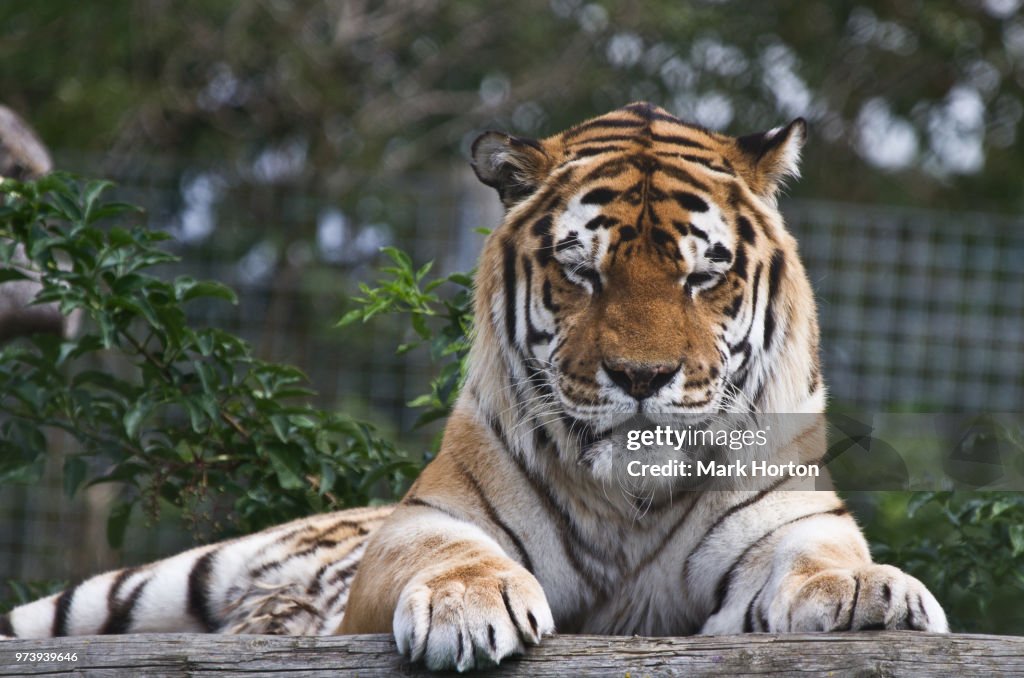 Amur Tiger (Panthera tigris altaica)