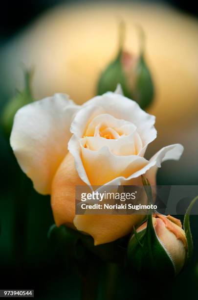 close-up of crown princess margareta flower - sugimoto photos et images de collection