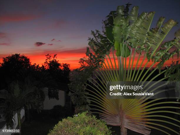a voyager tree sunset - ravenala madagascariensis stock pictures, royalty-free photos & images