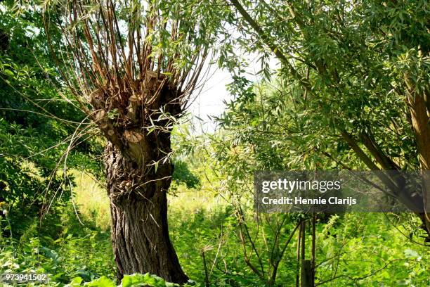 pollard willow - pollard willow stock pictures, royalty-free photos & images