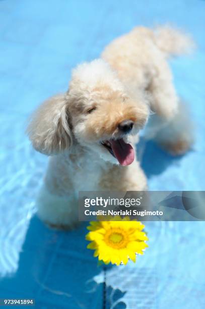 toy poodle dog and sunflower in water - sugimoto stock-fotos und bilder