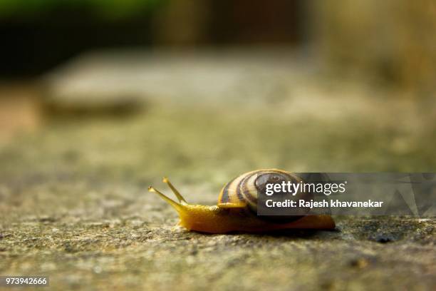 Snail Step 81 Stairs Snail Stock Photos, High-Res Pictures, and Images - Getty Images