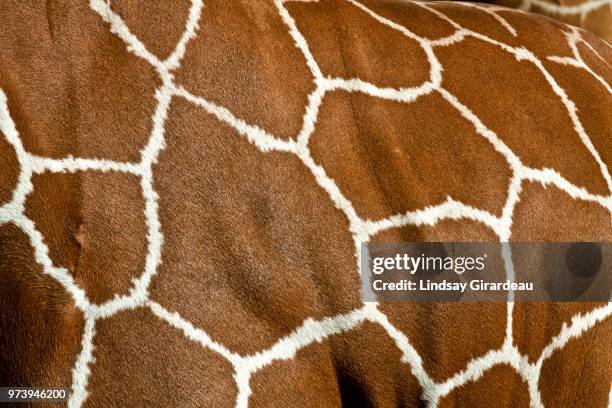 close-up of giraffe print, florida, usa - giraffe print stock pictures, royalty-free photos & images
