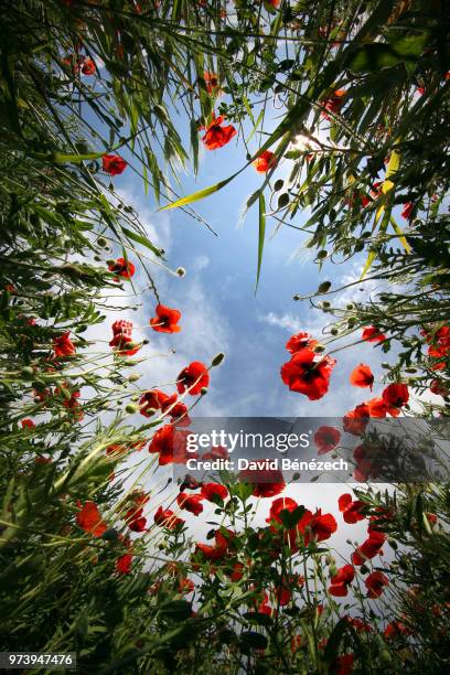 upward view of poppies and sky, uchaux, vaucluse, provence-alpes-cote d'azur, france - david cote stock pictures, royalty-free photos & images