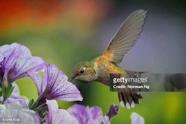 rufous hummingbird (selasphorus rufus) feeding on flower, coquitlam, british columbia, canada - coquitlam imagens e fotografias de stock