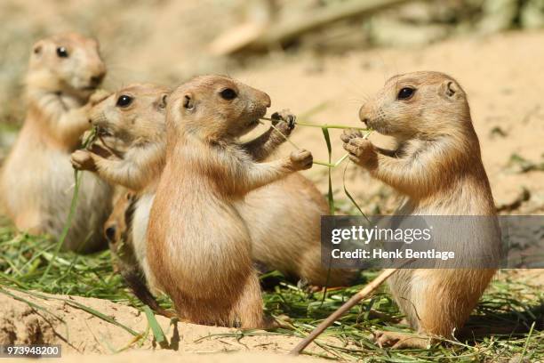 two baby prairie dogs sharing food - präriehund stock-fotos und bilder