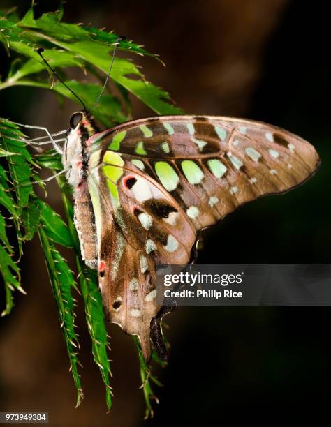 graphium agamemnon - agamemnon stock pictures, royalty-free photos & images