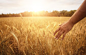Farmers hand in the wheat field
