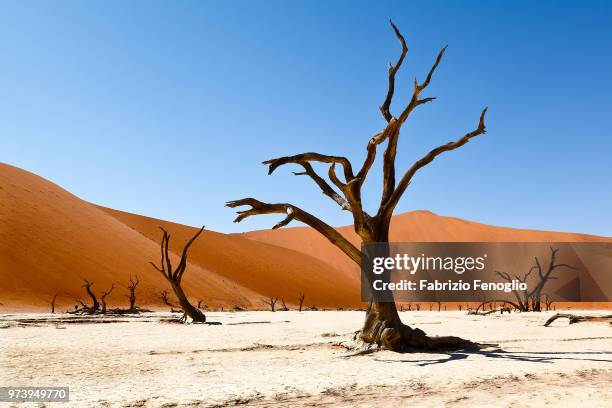 bare trees in desert landscape, deadvlei, namibia - dead vlei namibia ストックフォトと画像