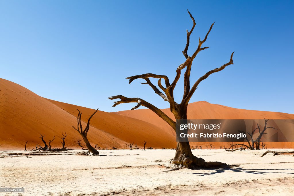 Bare trees in desert landscape, Deadvlei, Namibia