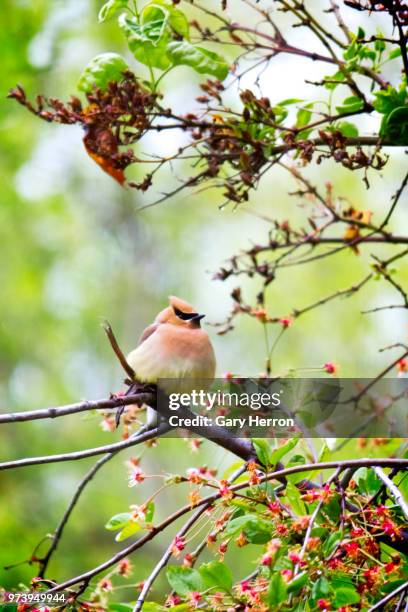 waxwing - cedar waxwing stockfoto's en -beelden