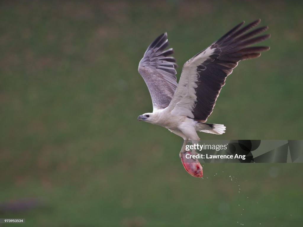 A falcon flying with a fish.