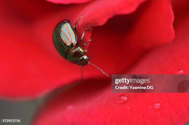 chrysolina americana on a red rose - chrysolina stock pictures, royalty-free photos & images