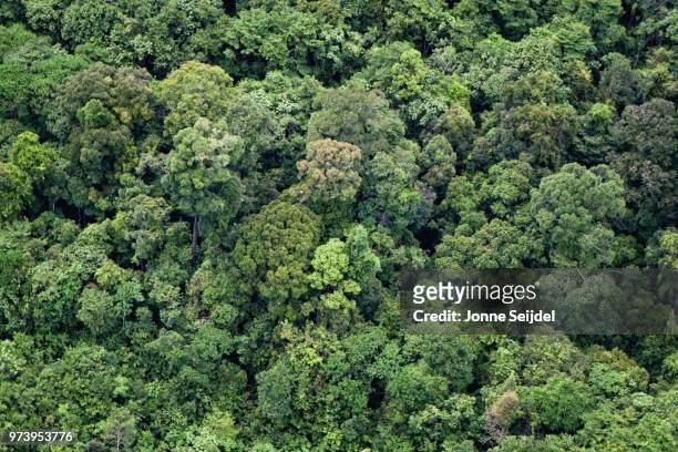 aerial view of dense forest, putussibau, west kalimantan, indonesia - west kalimantan stock-fotos und bilder