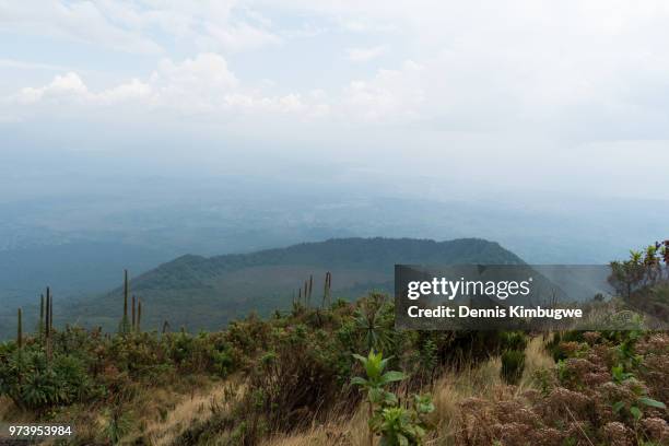 vegetation on mount nyiragongo. - giant groundsel stock pictures, royalty-free photos & images