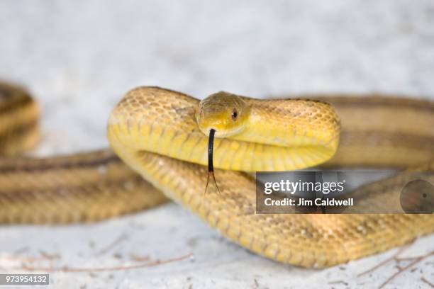 rat snake - rat snake stock pictures, royalty-free photos & images