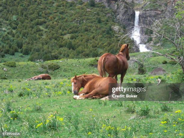 caballos en pineta - caballos stockfoto's en -beelden