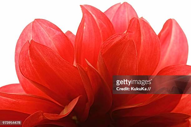 close-up of flower with red petals, tashkent, uzbekistan - kuku stock-fotos und bilder