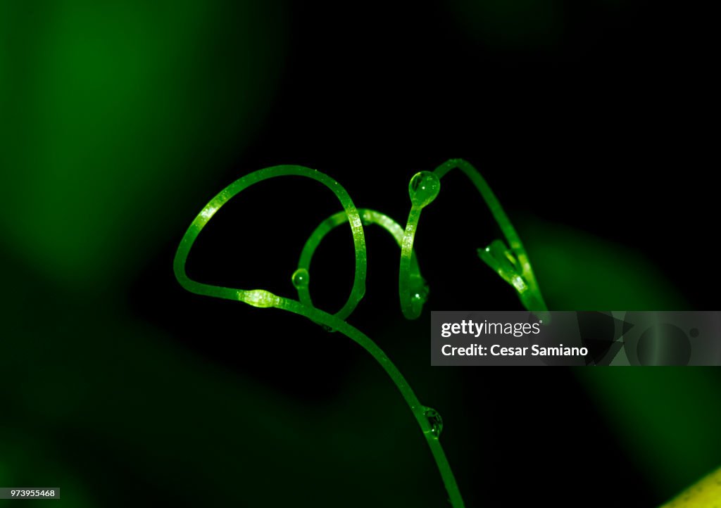 Twisted vines ala roller coaster
