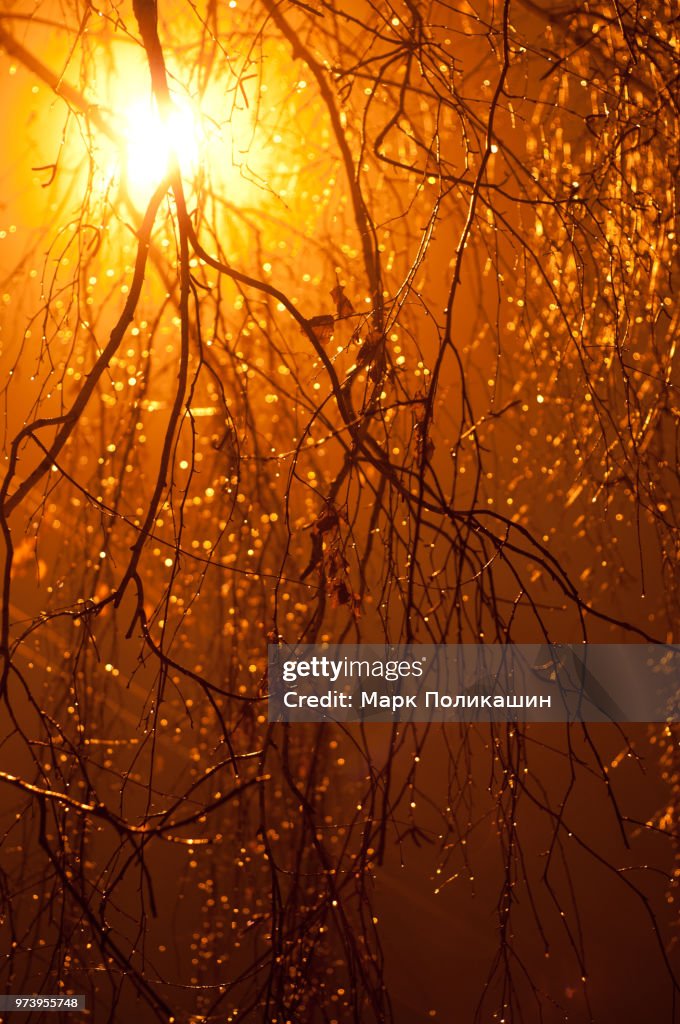Silhouette of branches at sunset, Rasskazovo, Tambov region, Russia