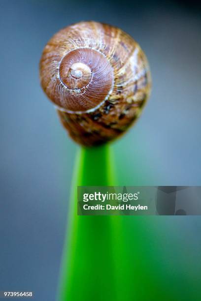 snails - david concha fotografías e imágenes de stock
