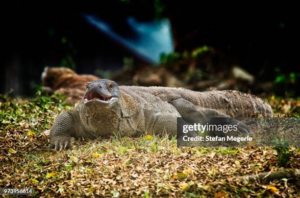 komodo - gespleten tong stockfoto's en -beelden