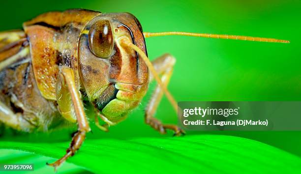 saltamontes 2 - saltamontes stock pictures, royalty-free photos & images