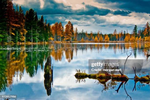 tamarack moment - tamarack stock pictures, royalty-free photos & images